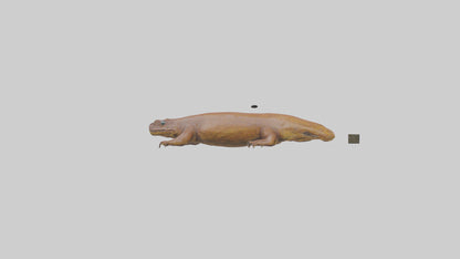 Eastern Hellbender resting model VR / AR / low-poly