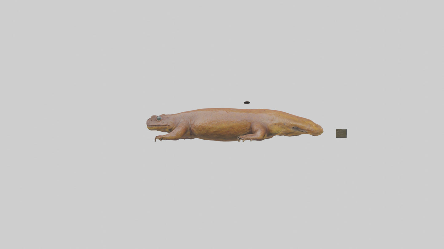 Eastern Hellbender resting model VR / AR / low-poly