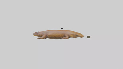 Eastern Hellbender resting model VR / AR / low-poly