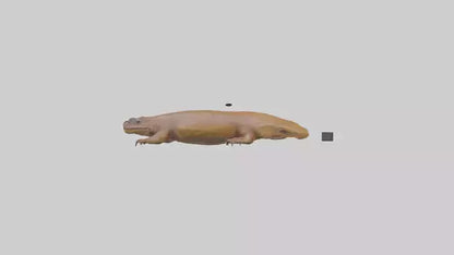 Eastern Hellbender resting model VR / AR / low-poly