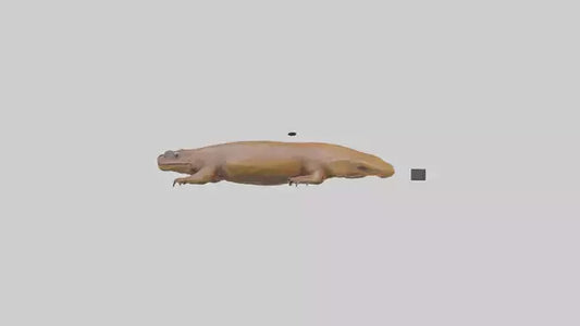 Eastern Hellbender resting model VR / AR / low-poly