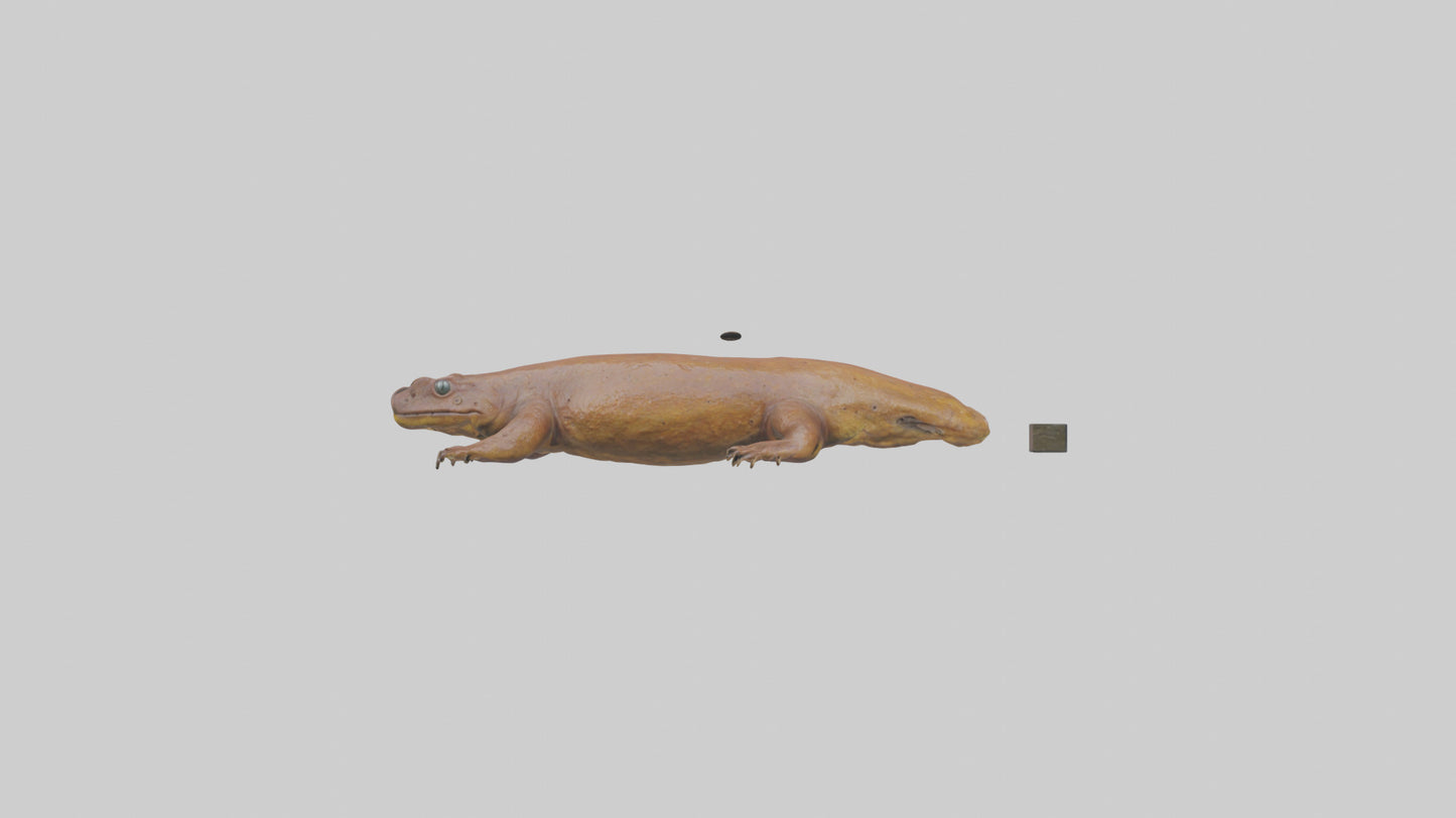 Eastern Hellbender resting model VR / AR / low-poly