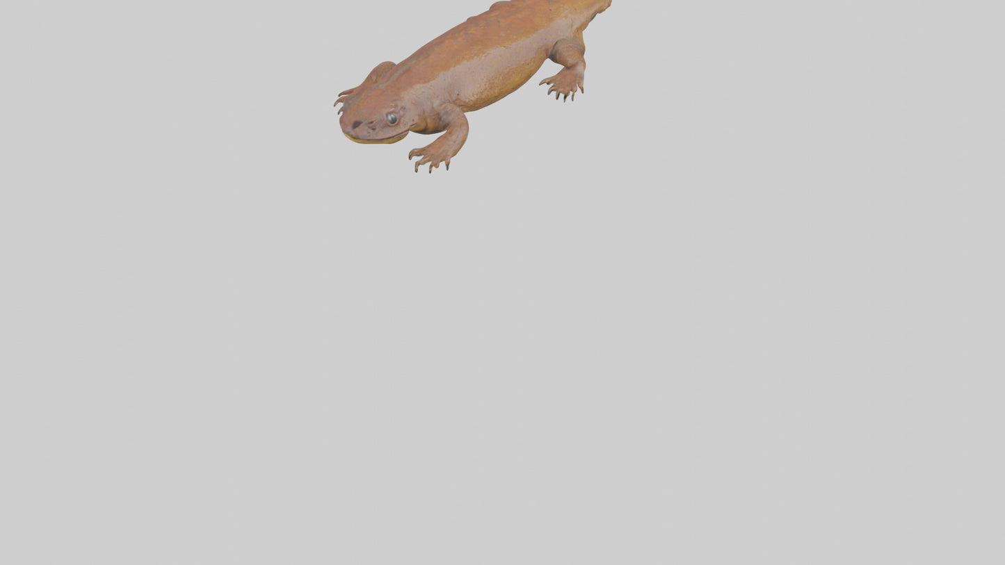 Eastern Hellbender resting model VR / AR / low-poly