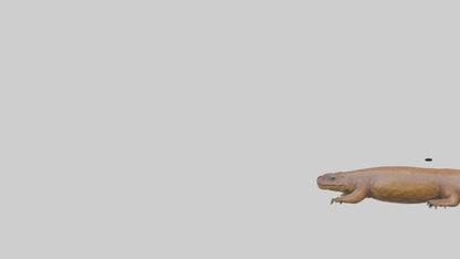 Eastern Hellbender resting model VR / AR / low-poly