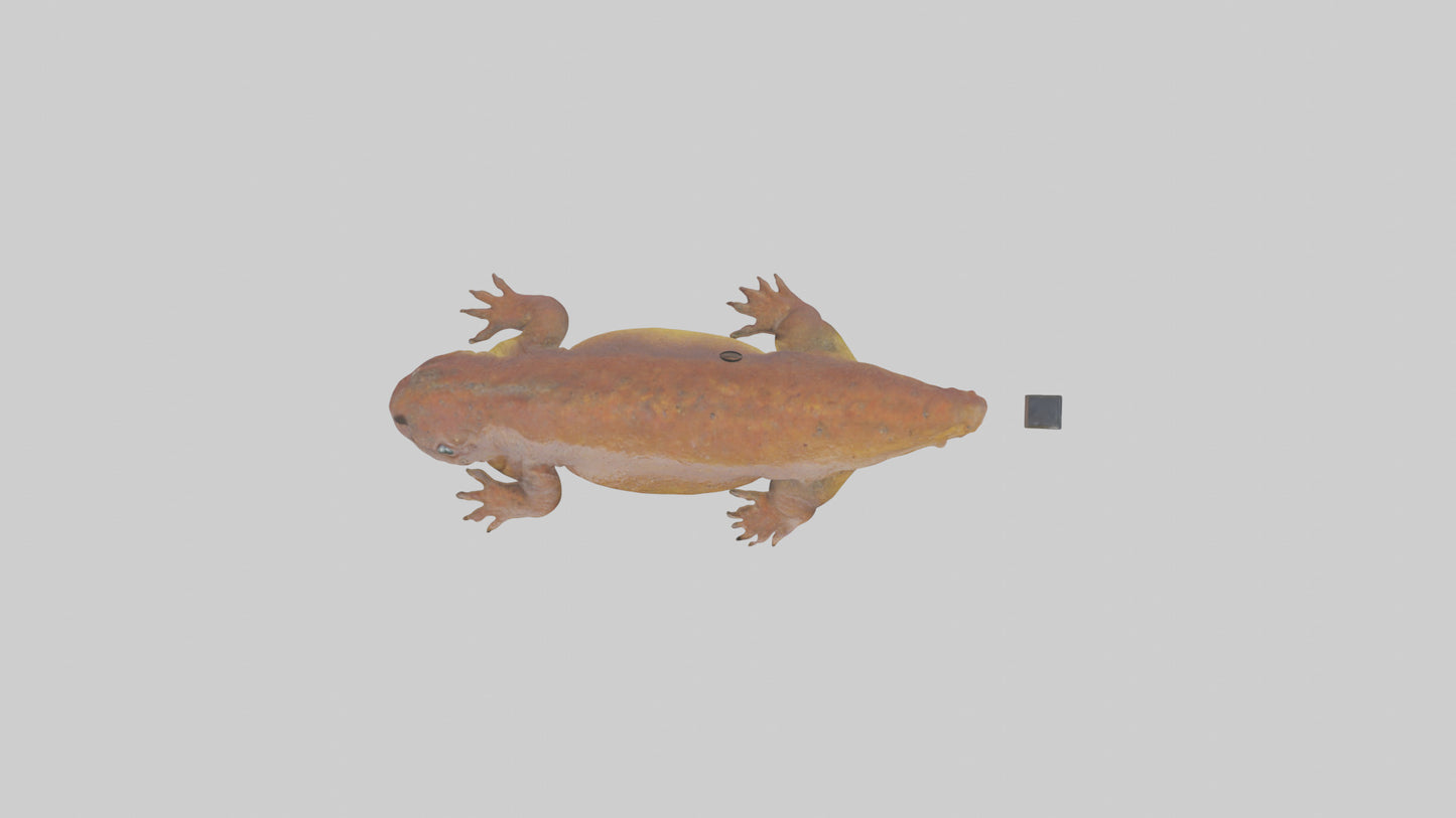 Eastern Hellbender resting model VR / AR / low-poly