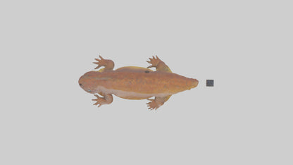 Eastern Hellbender resting model VR / AR / low-poly