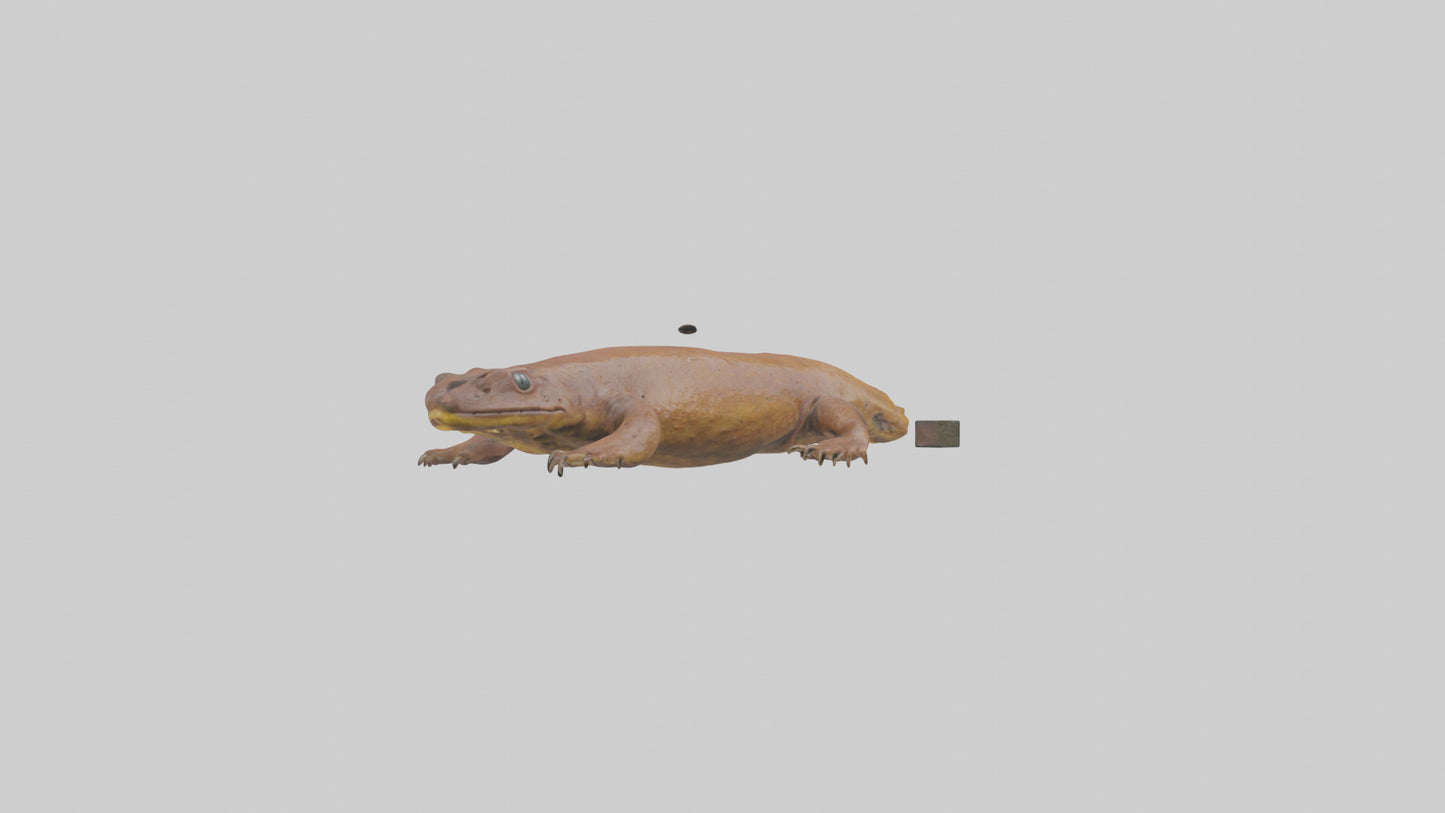 Eastern Hellbender resting model VR / AR / low-poly