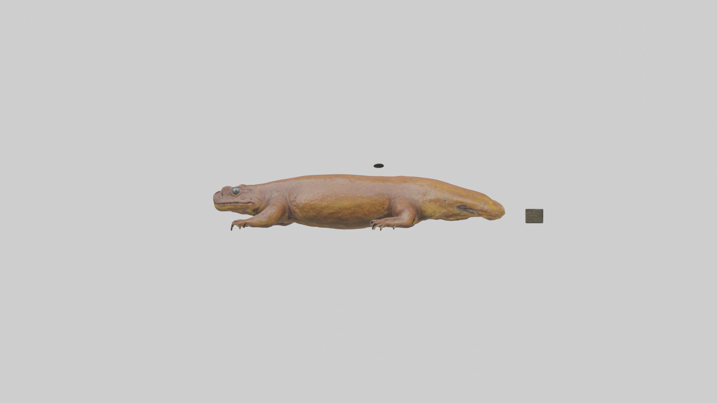 Eastern Hellbender resting model VR / AR / low-poly