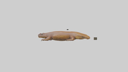 Eastern Hellbender resting model VR / AR / low-poly