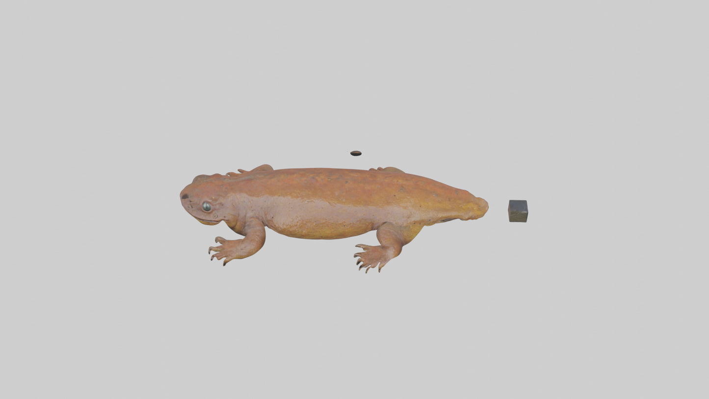 Eastern Hellbender resting model VR / AR / low-poly