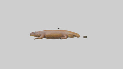 Eastern Hellbender resting model VR / AR / low-poly
