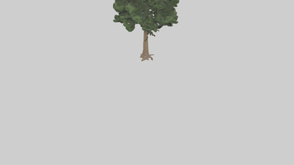 Eastern Hemlock tree model 3D model