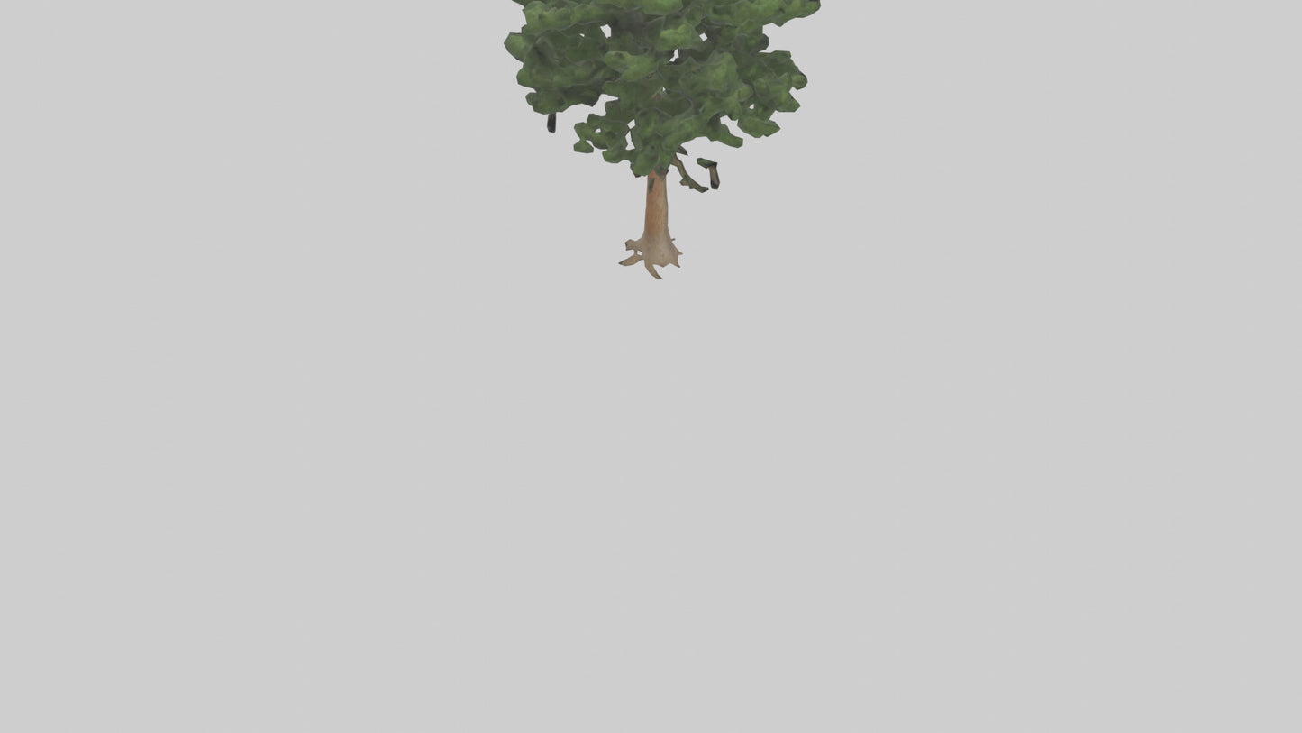 Eastern Hemlock tree model 3D model