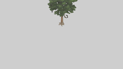 Eastern Hemlock tree model 3D model
