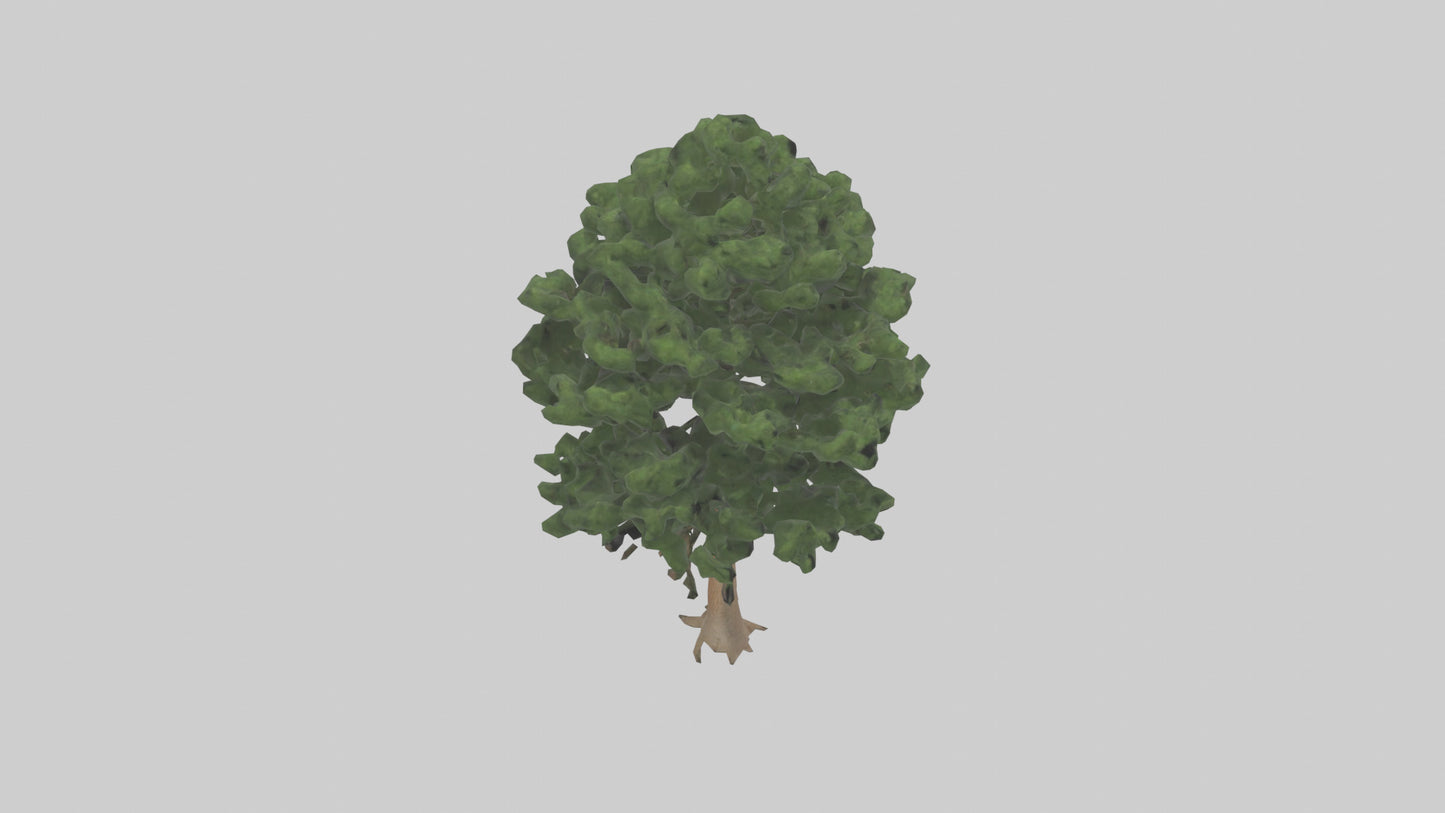 Eastern Hemlock tree model 3D model