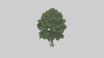 Eastern Hemlock tree model 3D model