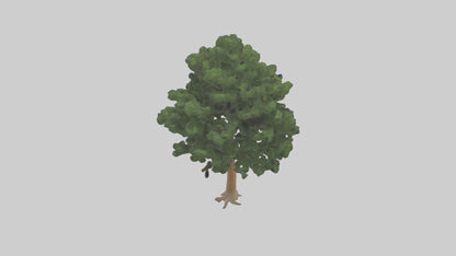 Eastern Hemlock tree model 3D model