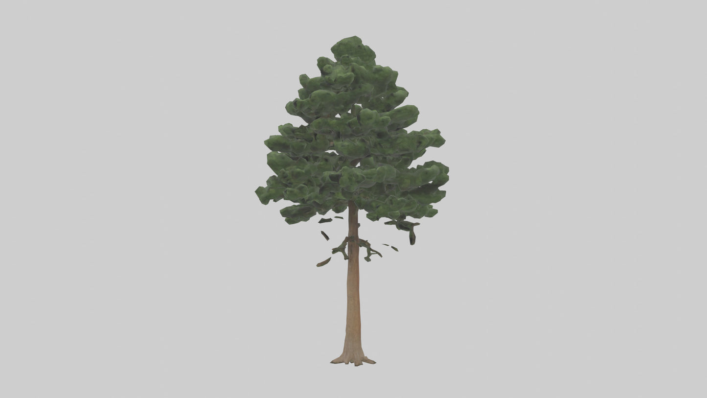 Eastern Hemlock tree model 3D model