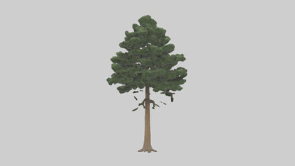 Eastern Hemlock tree model 3D model