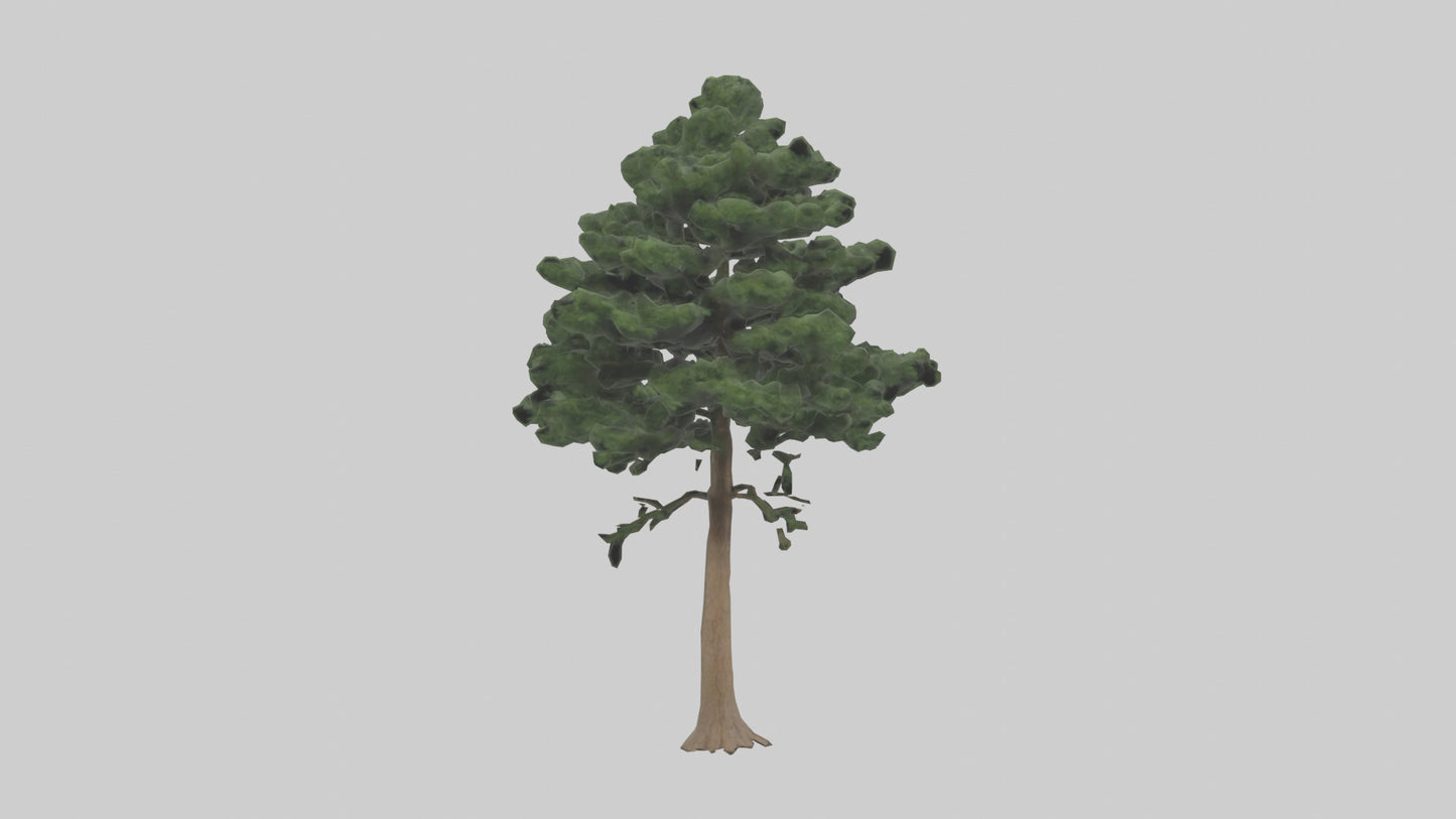 Eastern Hemlock tree model 3D model