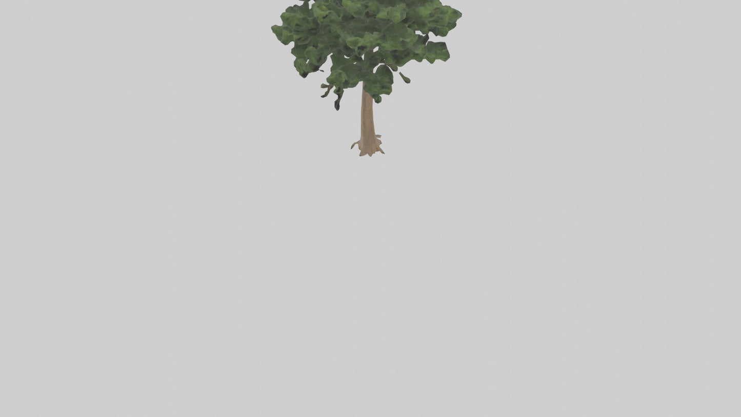 Eastern Hemlock tree model 3D model