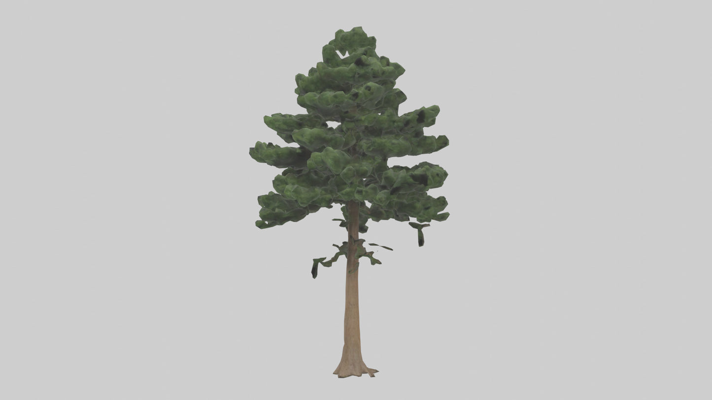 Eastern Hemlock tree model 3D model