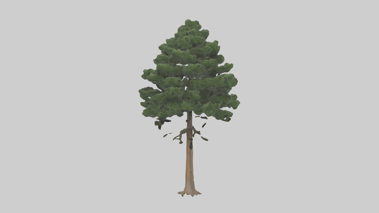 Eastern Hemlock tree model 3D model