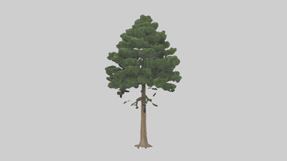 Eastern Hemlock tree model 3D model