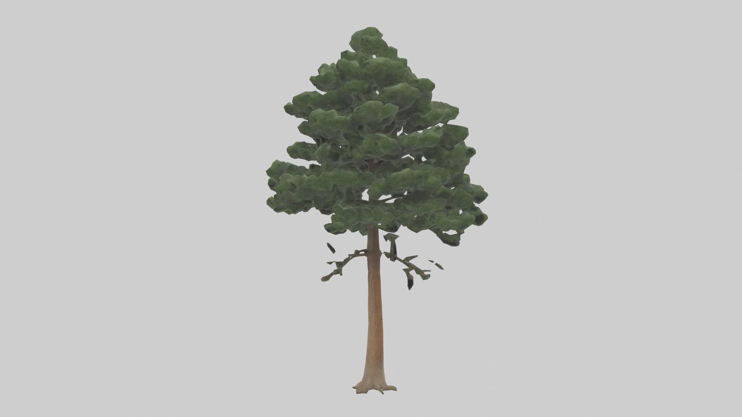 Eastern Hemlock tree model 3D model