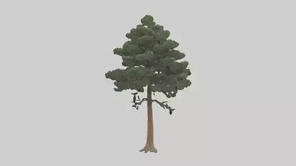 Eastern Hemlock tree model 3D model