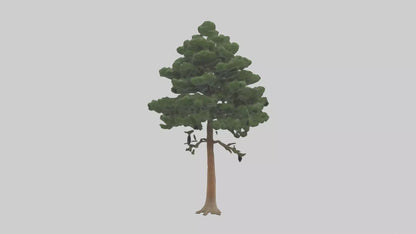 Eastern Hemlock tree model 3D model