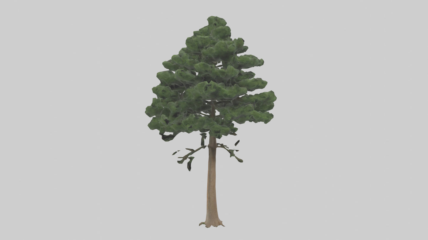 Eastern Hemlock tree model 3D model