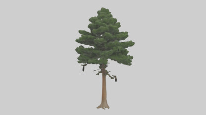 Eastern Hemlock tree model 3D model