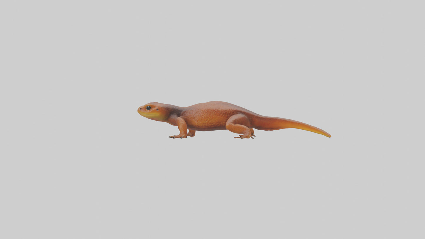 Eastern Newt crawling model VR / AR / low-poly