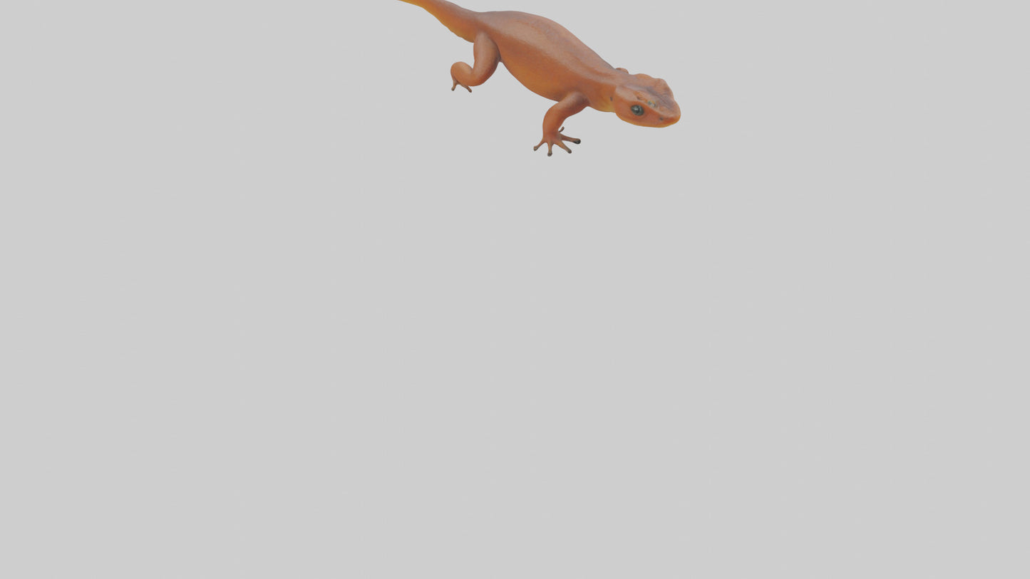 Eastern Newt crawling model VR / AR / low-poly