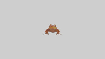 Eastern Newt crawling model VR / AR / low-poly