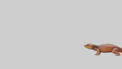 Eastern Newt crawling model VR / AR / low-poly