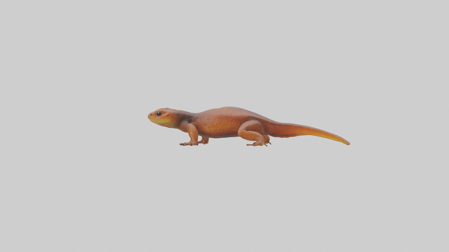 Eastern Newt crawling model VR / AR / low-poly