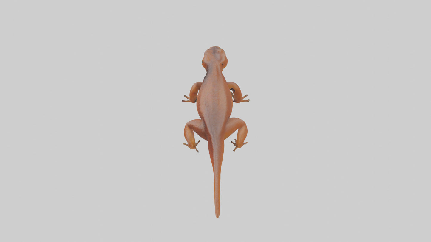 Eastern Newt crawling model VR / AR / low-poly