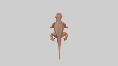 Eastern Newt crawling model VR / AR / low-poly