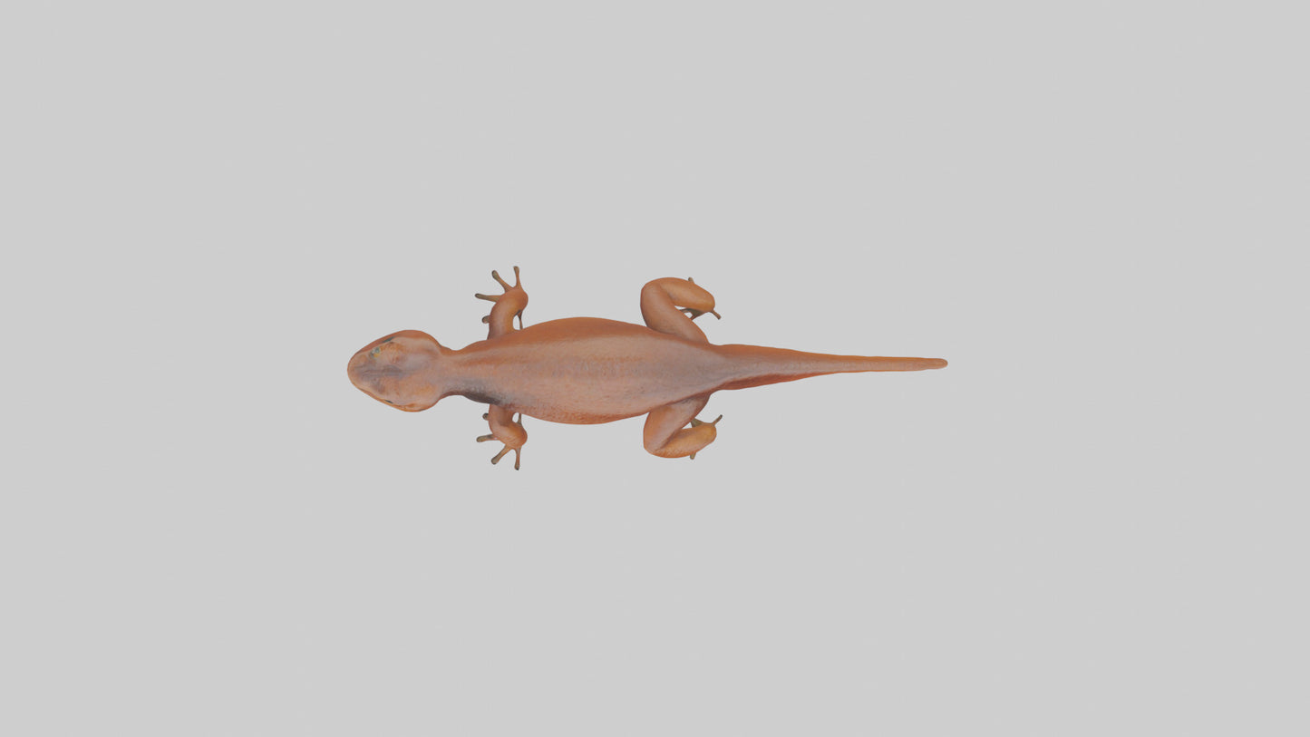 Eastern Newt crawling model VR / AR / low-poly