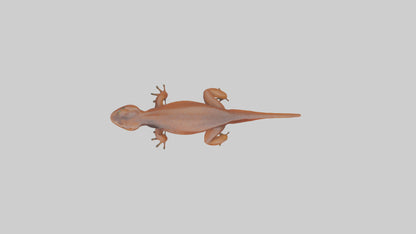 Eastern Newt crawling model VR / AR / low-poly