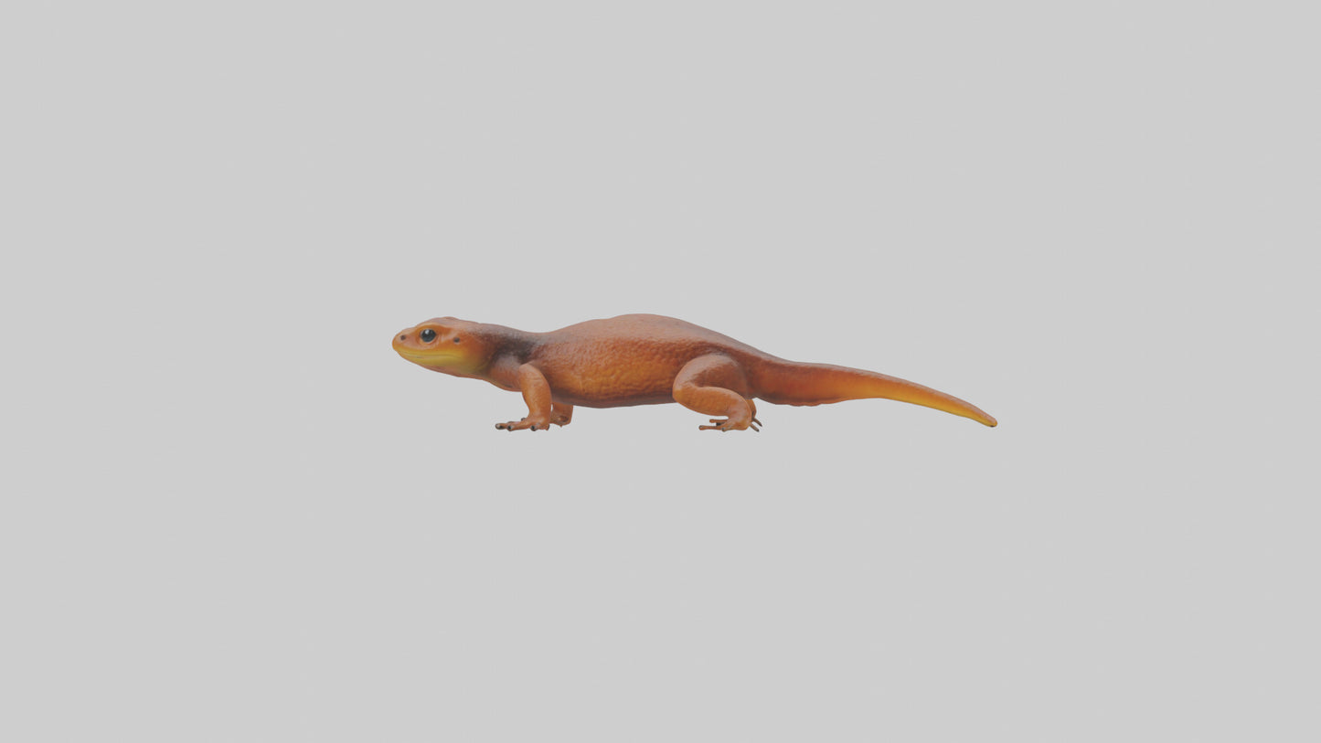 Eastern Newt crawling model VR / AR / low-poly