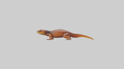 Eastern Newt crawling model VR / AR / low-poly
