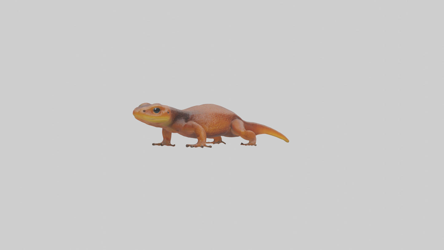 Eastern Newt crawling model VR / AR / low-poly