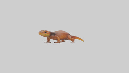 Eastern Newt crawling model VR / AR / low-poly