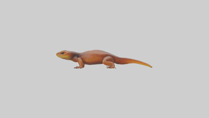 Eastern Newt crawling model VR / AR / low-poly