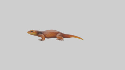Eastern Newt crawling model VR / AR / low-poly