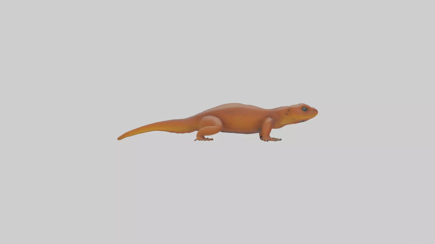 Eastern Newt crawling model VR / AR / low-poly