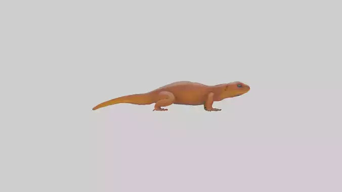 Eastern Newt crawling model VR / AR / low-poly